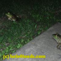 /home//u458753944/public_html/sourcegallery//Frogs/More bullfrogs/P6080137.JPG